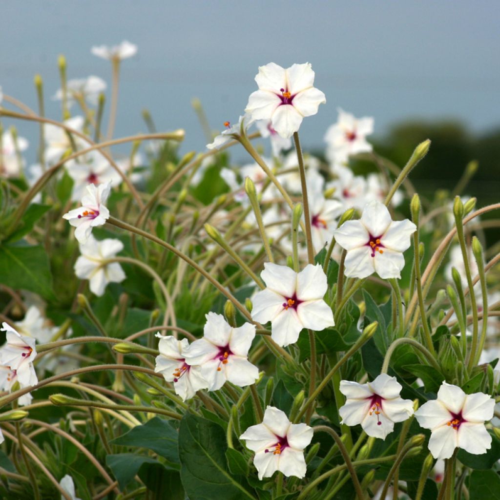 Graines de Mirabilis longiflora - Belle de nuit à longues fleurs