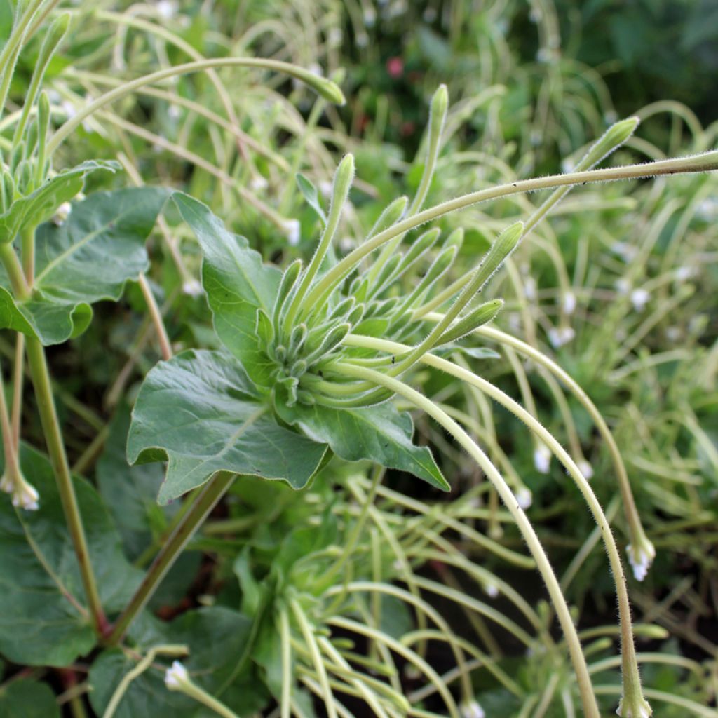 Graines de Mirabilis longiflora - Belle de nuit à longues fleurs
