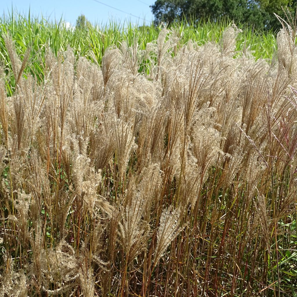 Miscanthus sinensis Dronning Ingrid - Roseau de Chine