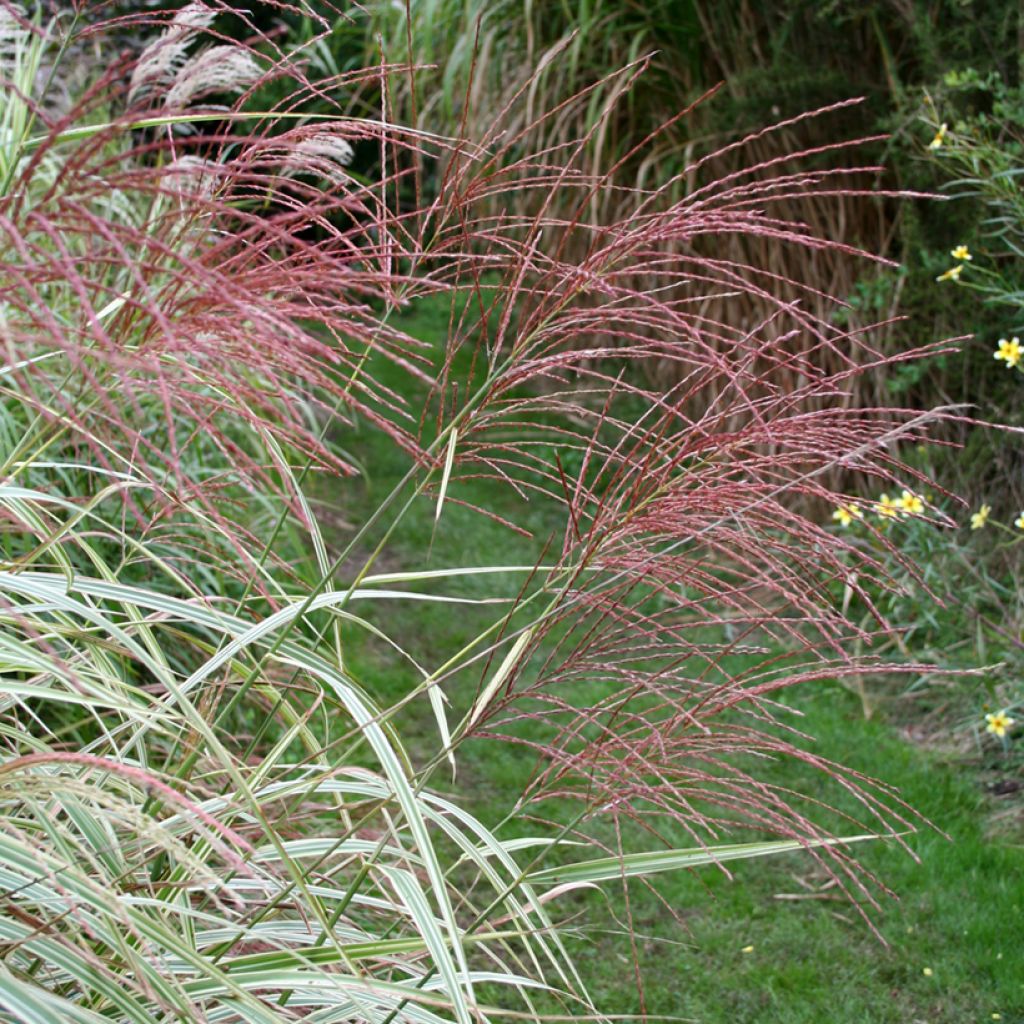 Miscanthus sinensis Variegatus - Roseau de Chine