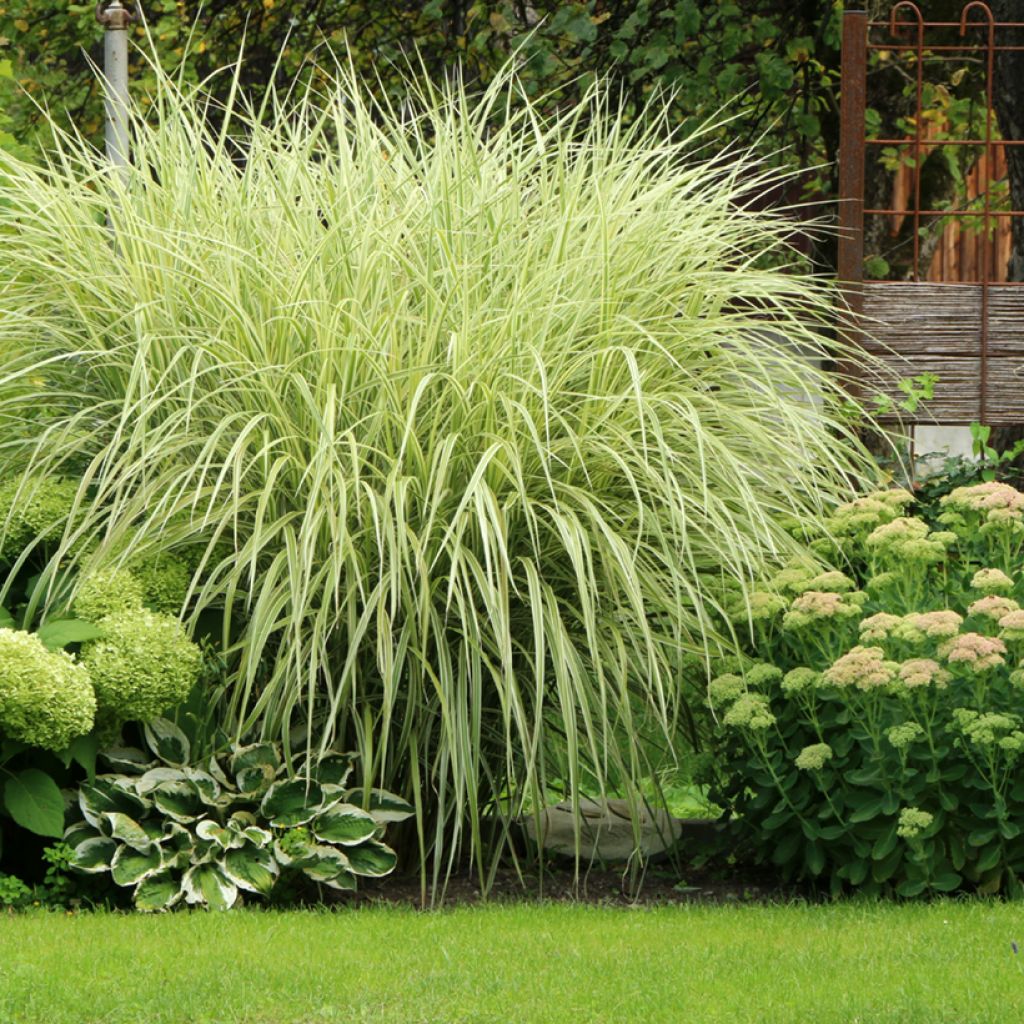 Miscanthus sinensis Variegatus - Roseau de Chine