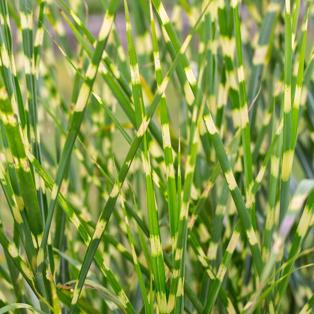Miscanthus sinensis Giraffe - Roseau de Chine