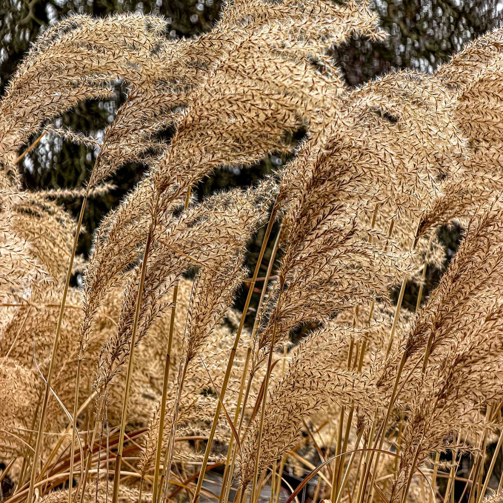 Miscanthus sinensis Giraffe - Roseau de Chine