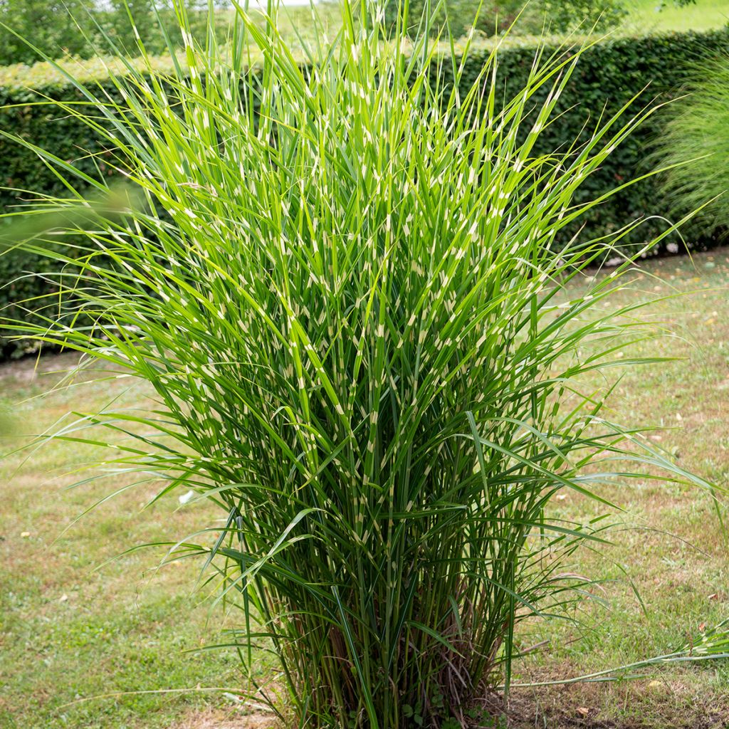 Miscanthus sinensis Giraffe - Roseau de Chine