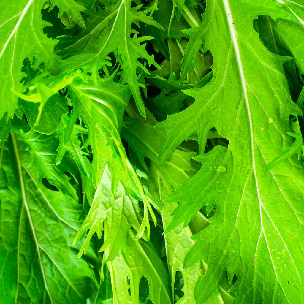 Mizuna, Chou salade japonais Bio - Ferme de Sainte Marthe