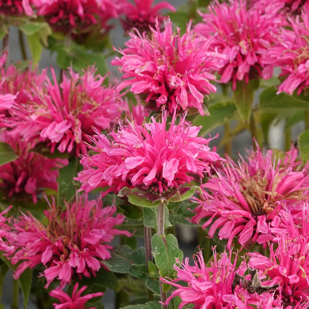 Monarde Cranberry Lace - Bergamote rose pourpré