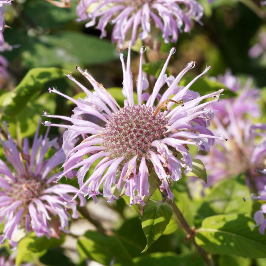 Monarde bradburiana - Bergamote sauvage