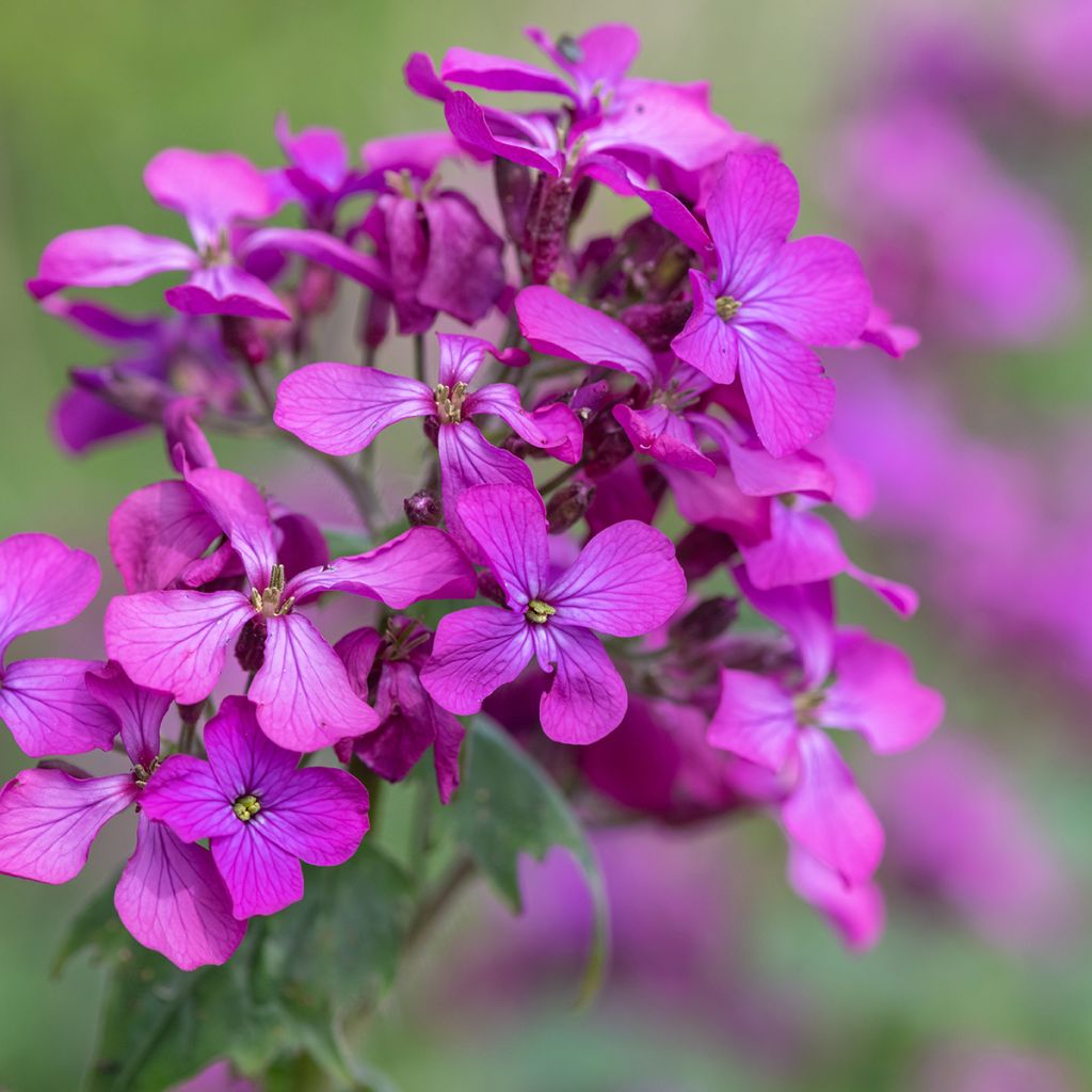 Monnaie du Pape - Lunaria annua