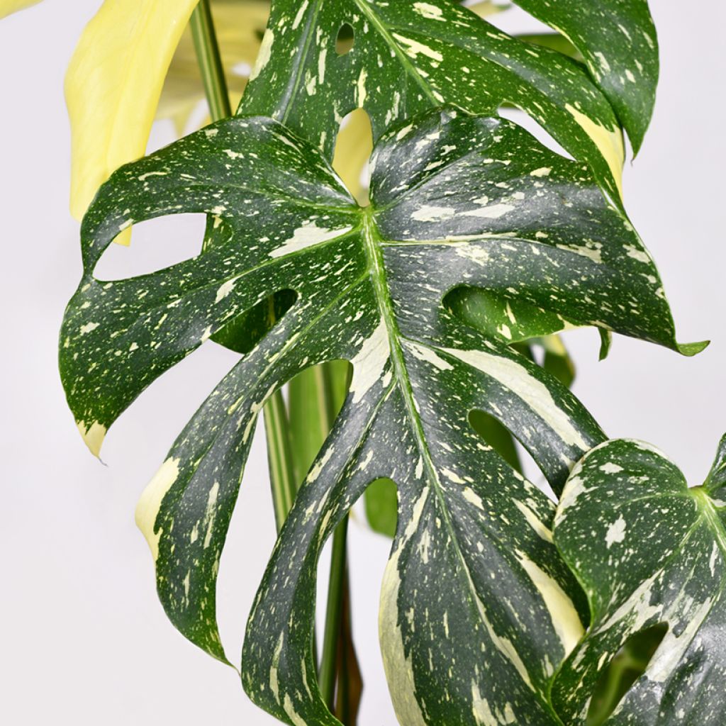 Monstera Thai Constellation