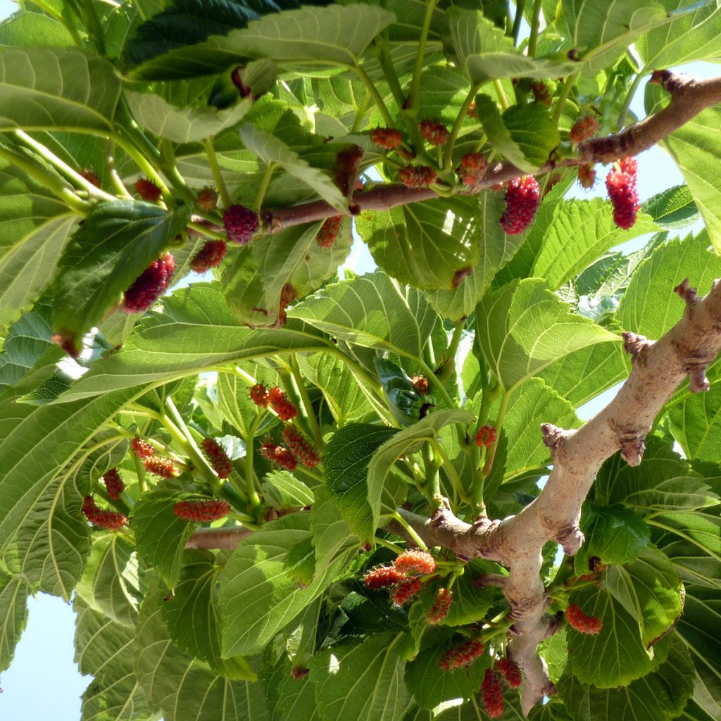 Morus kagayamae (bombycis) - Mûrier platane