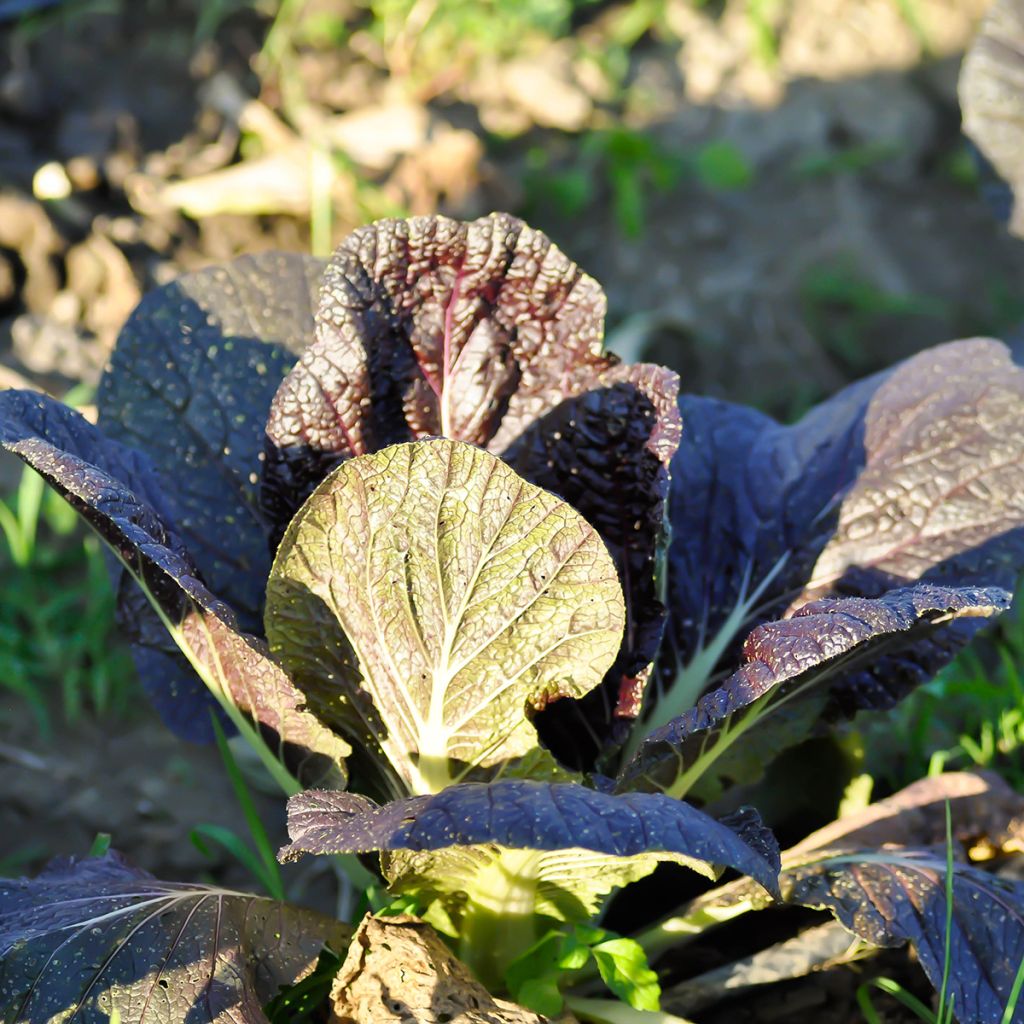 Moutarde Red Giant Bio - Ferme de Sainte Marthe