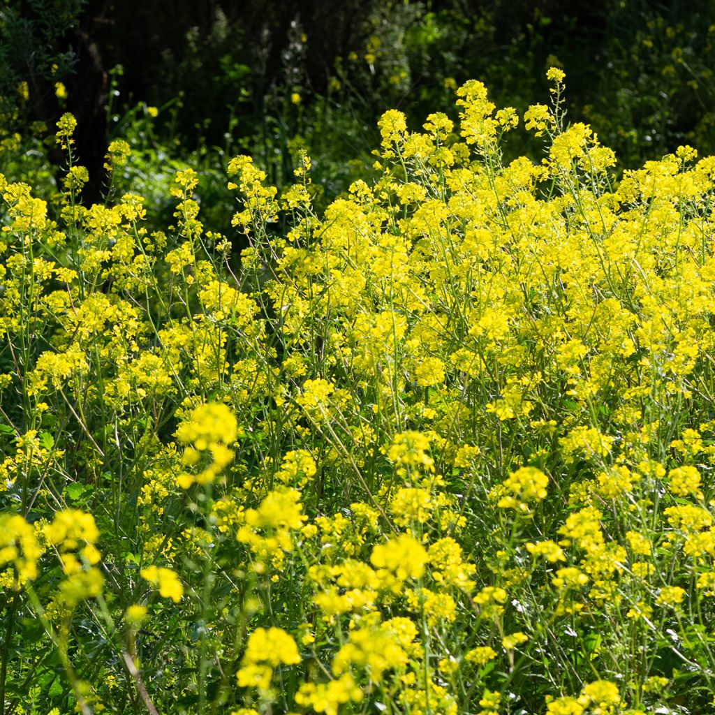 Moutarde blanche - Engrais vert 