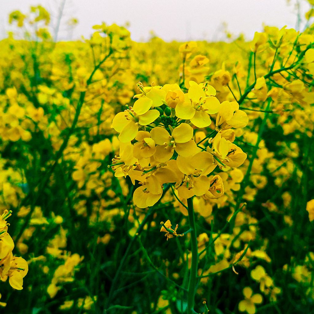 Moutarde blanche - Engrais vert 