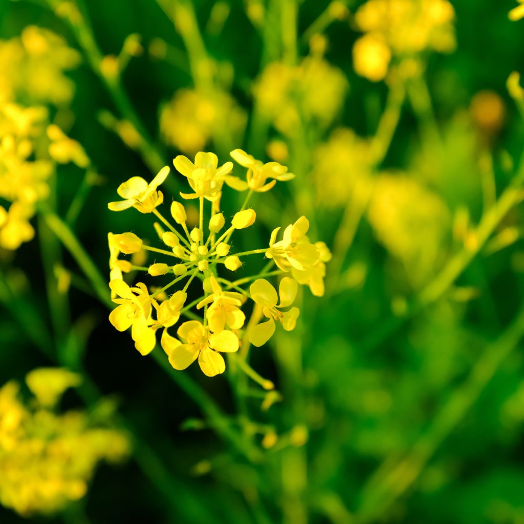 Moutarde blanche - Engrais vert 