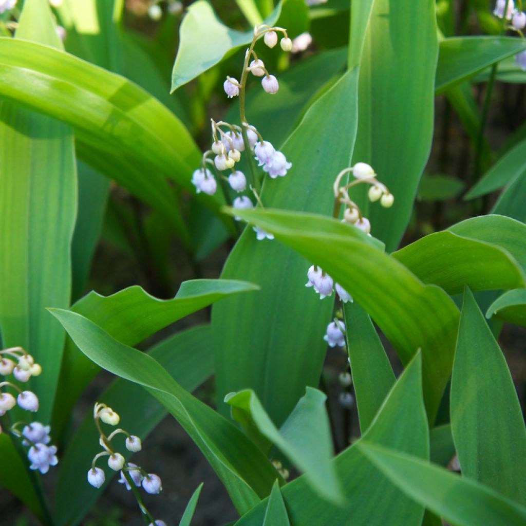 Muguet Rose - Convallaria majalis Rosea