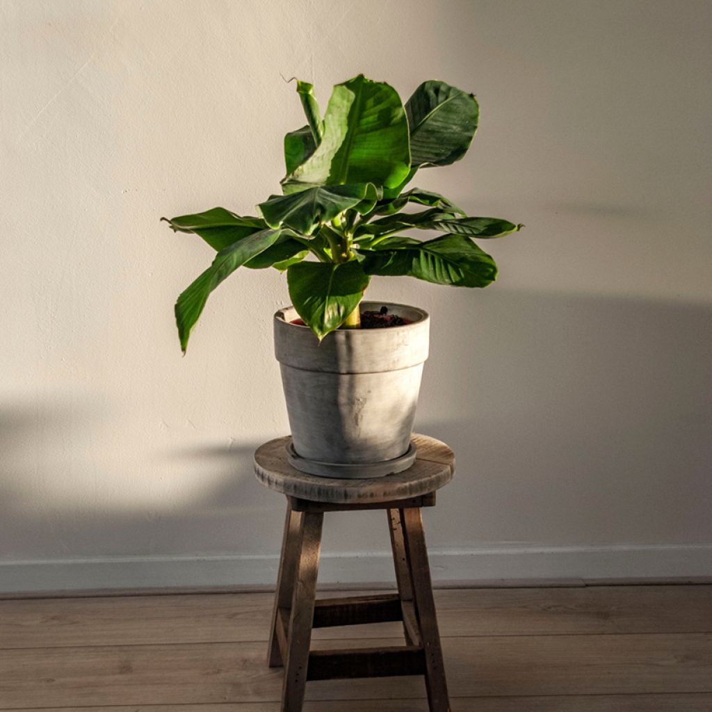 Musa acuminata - Bananier