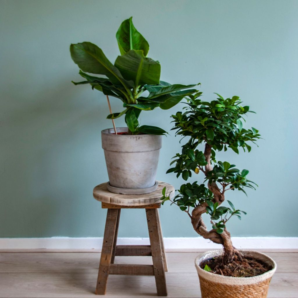 Musa acuminata - Bananier