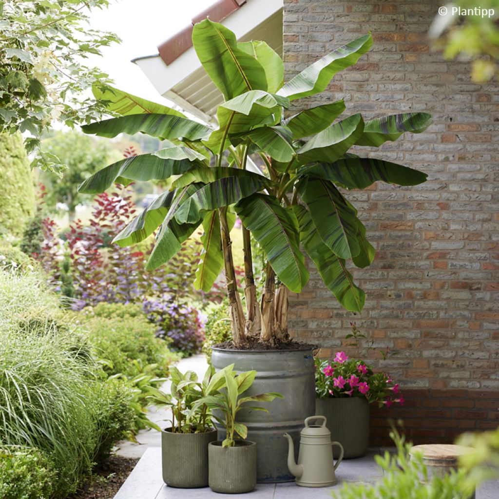 Musa sikkimensis Ever Red - Bananier du Sikkim