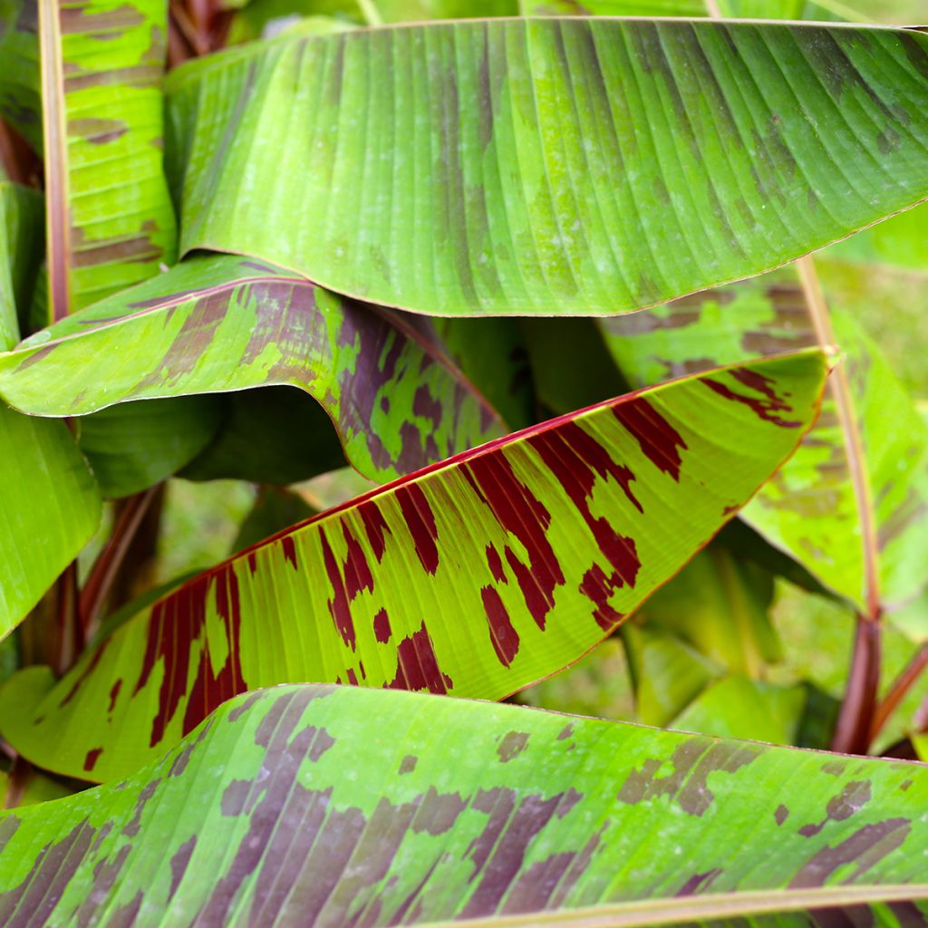 Musa acuminata Zebrina - Bananier