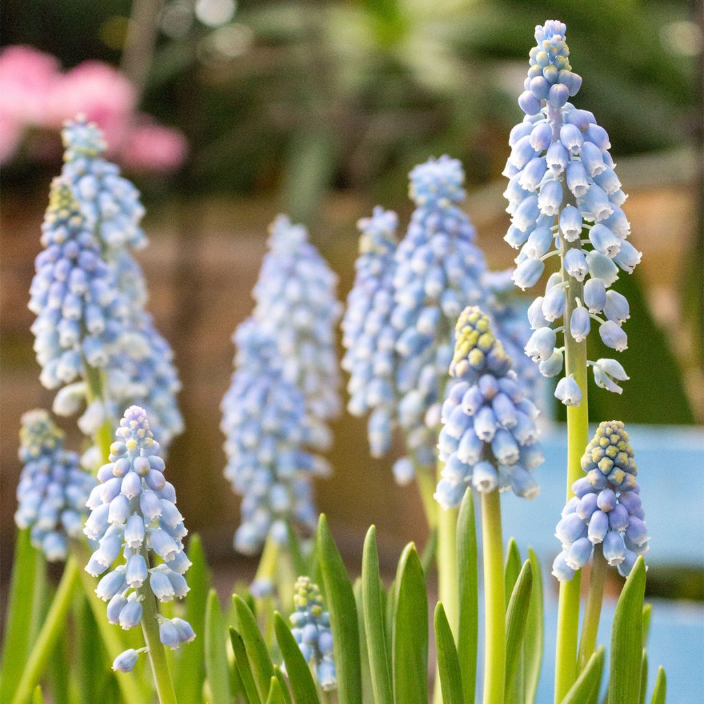 Muscari Manon