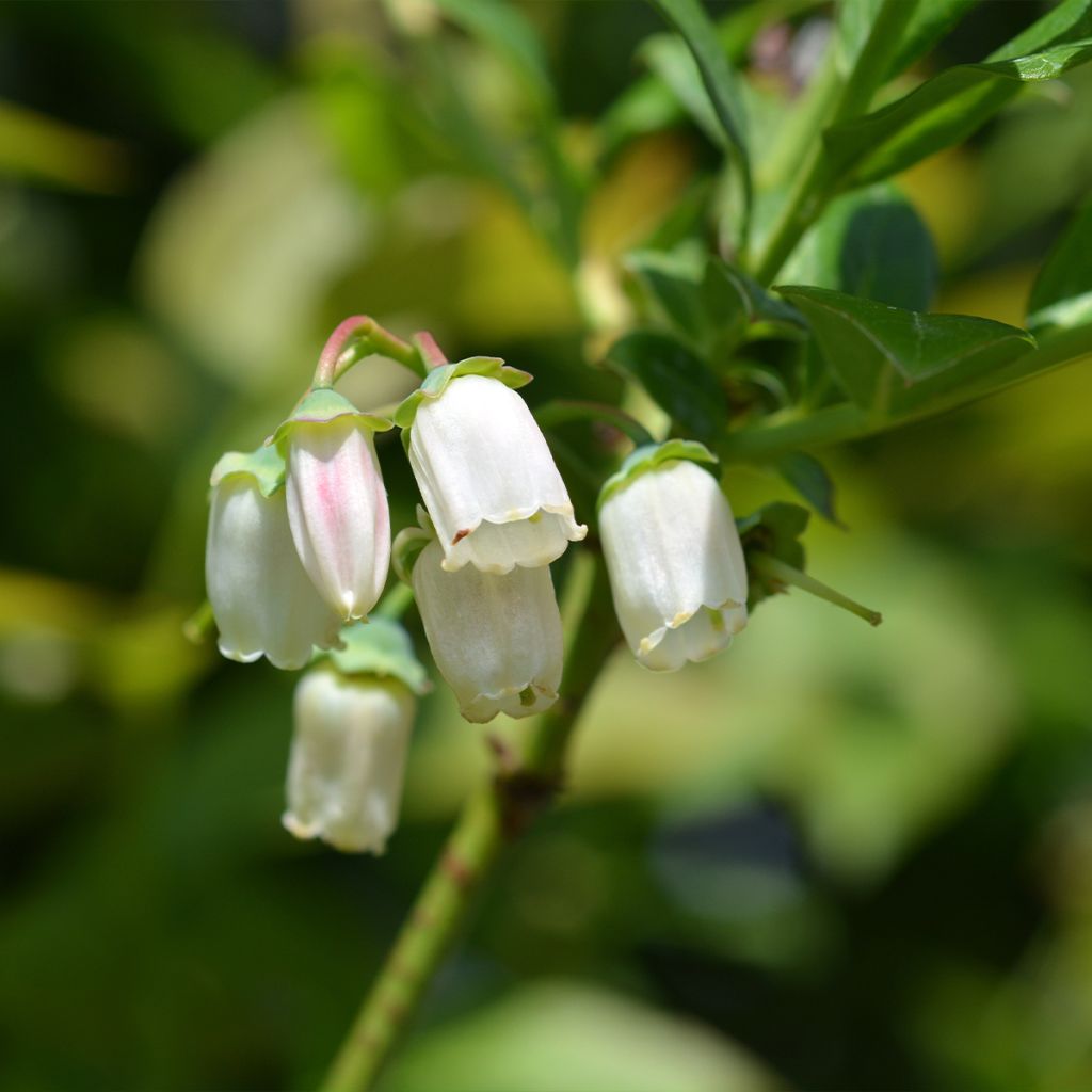 Myrtille d'Amérique - Vaccinium corymbosum Duke