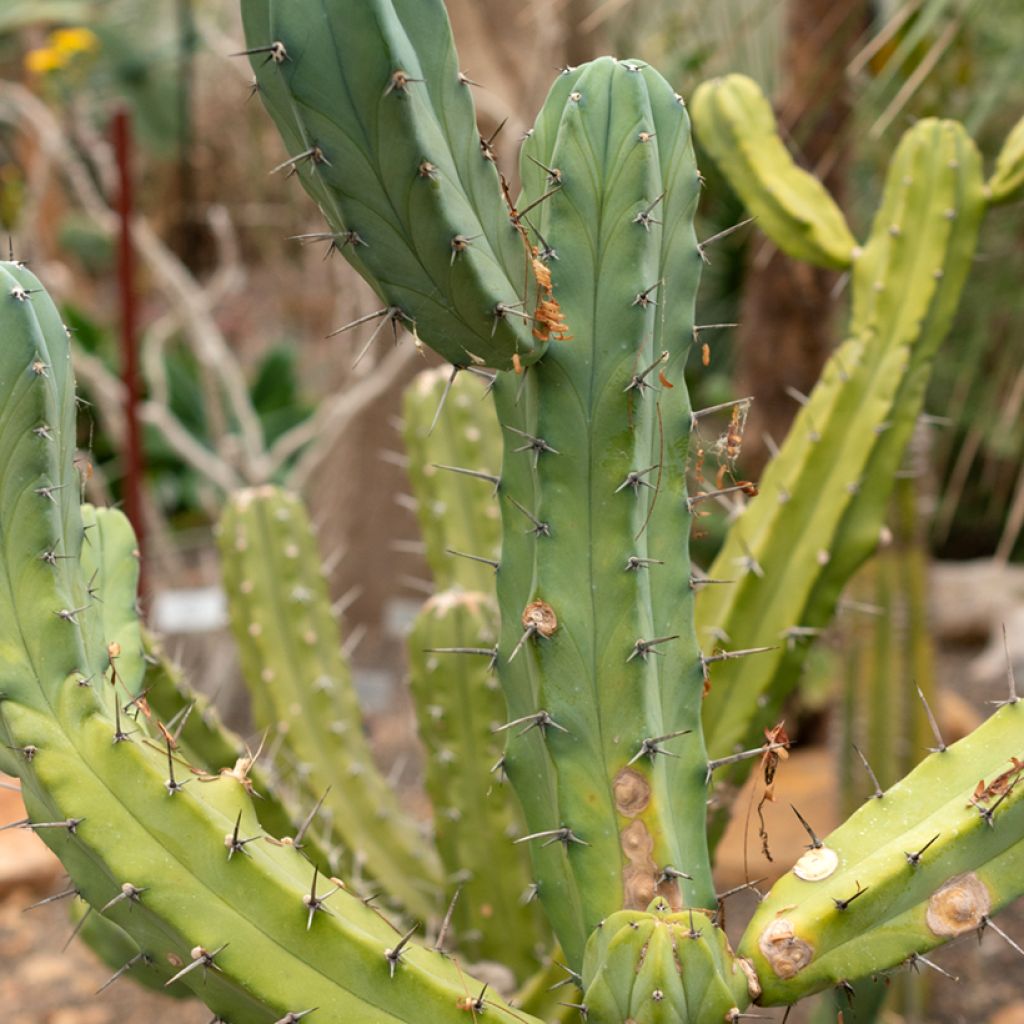Myrtillocactus geometrizans - Chandelle Bleue
