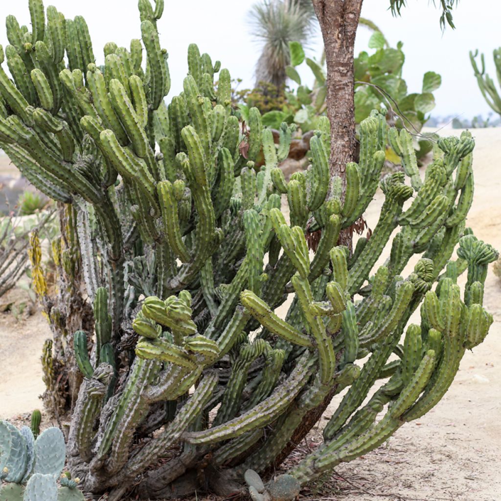 Myrtillocactus geometrizans - Chandelle Bleue