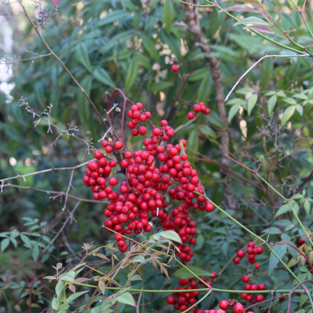 Nandina domestica - Bambou sacré