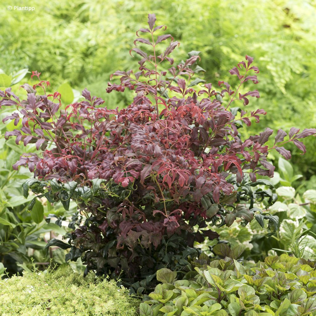 Nandina domestica Curly Obsessed - Bambou sacré