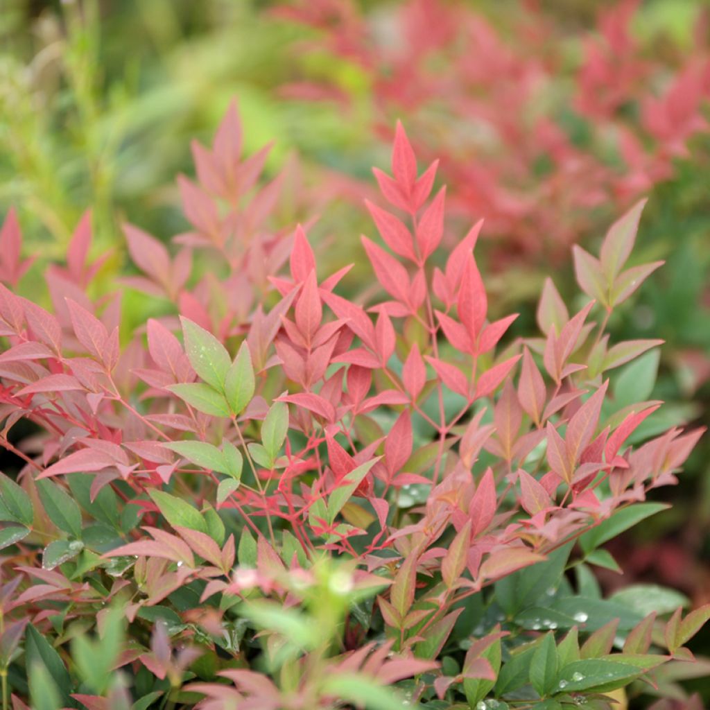 Bambou sacré - Nandina domestica Magical Sunrise