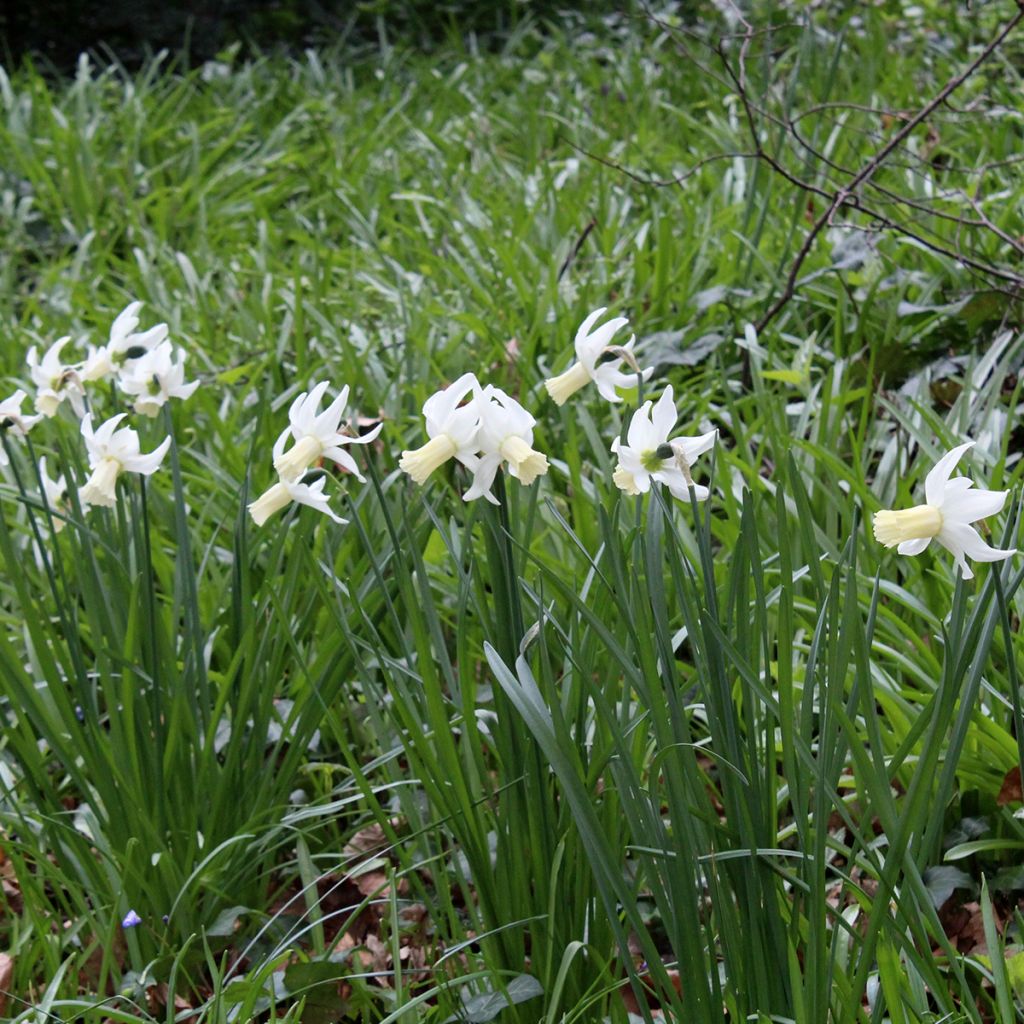 Narcisse Lemon Drops