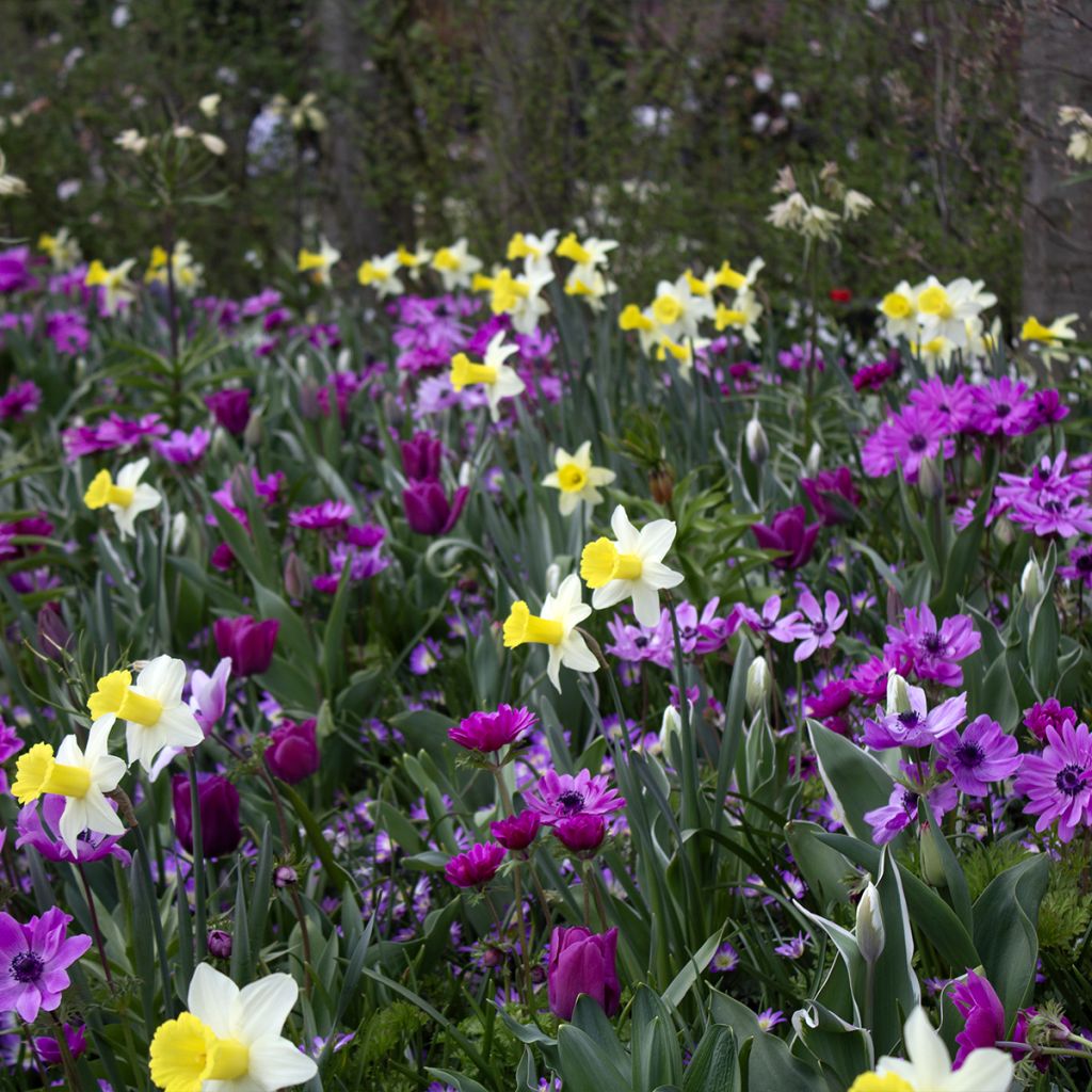 Narcisse Peeping Jenny