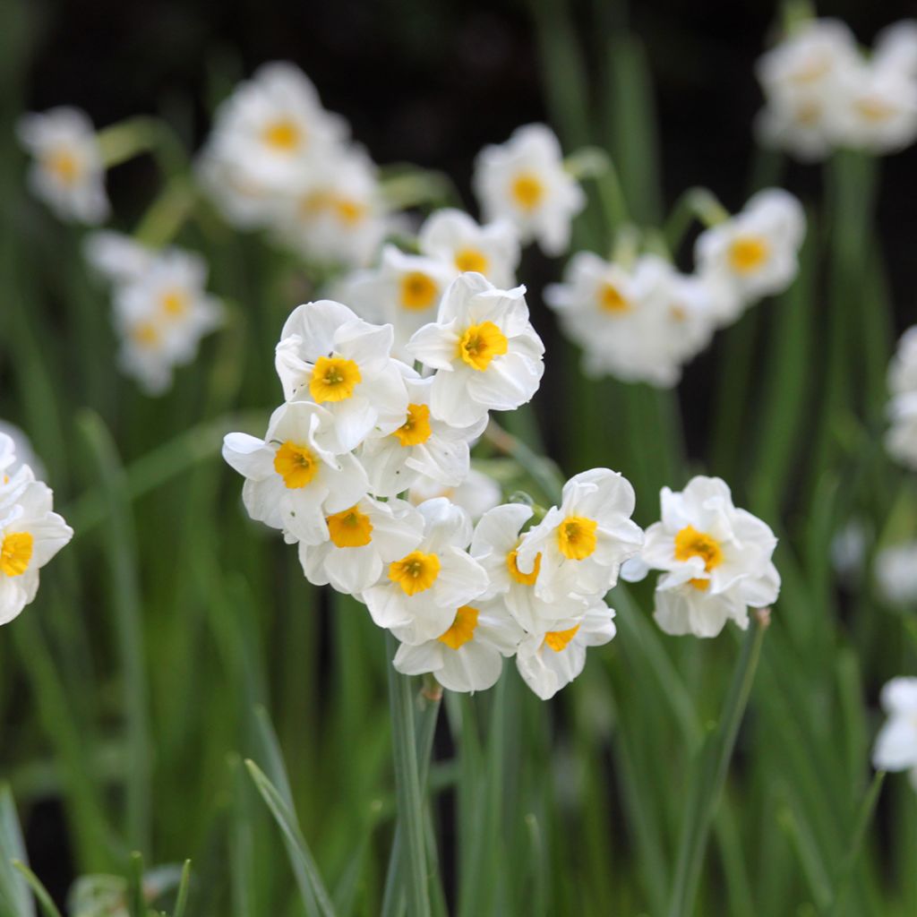 Narcisse tazetta Laurens Koster