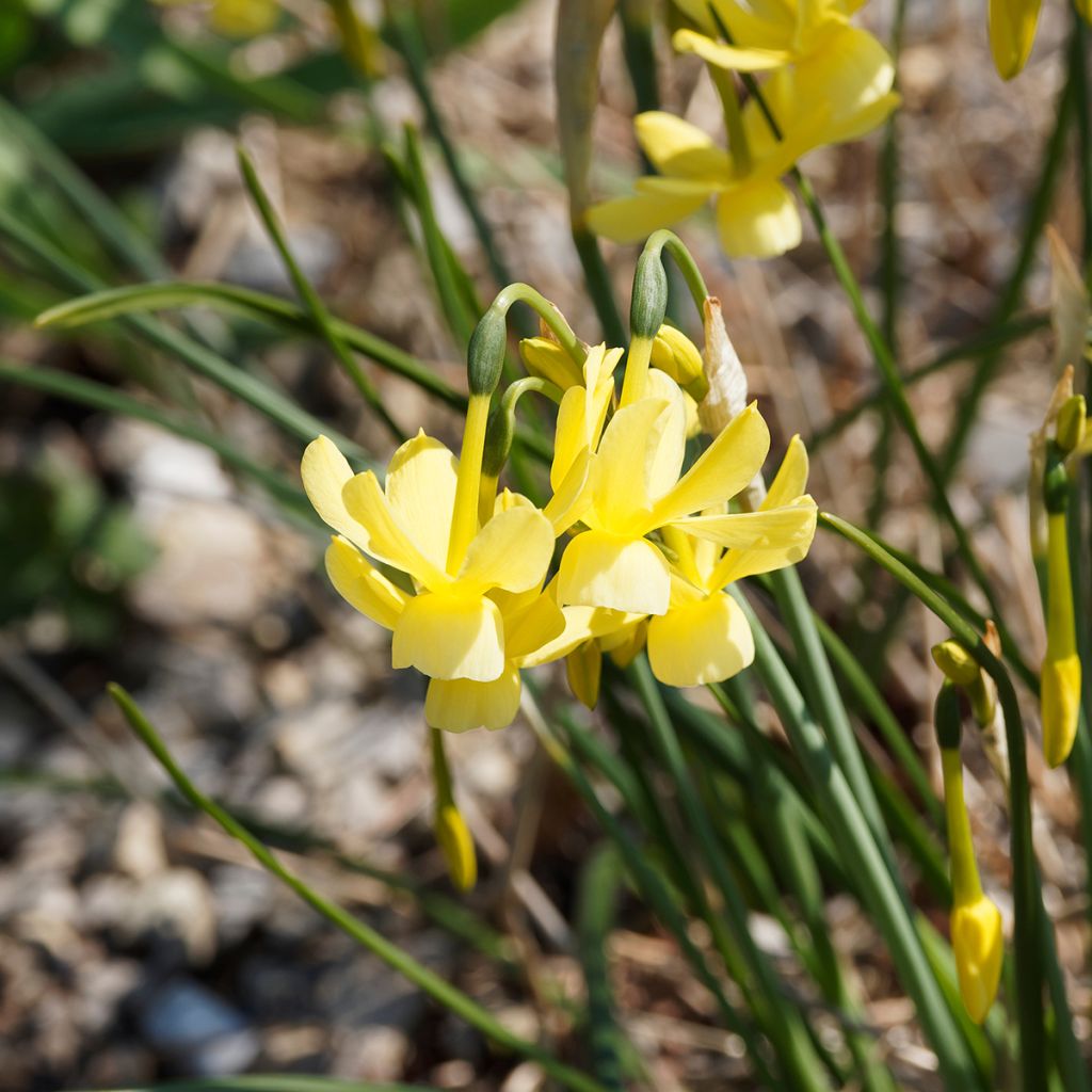 Narcisse triandrus Hawera
