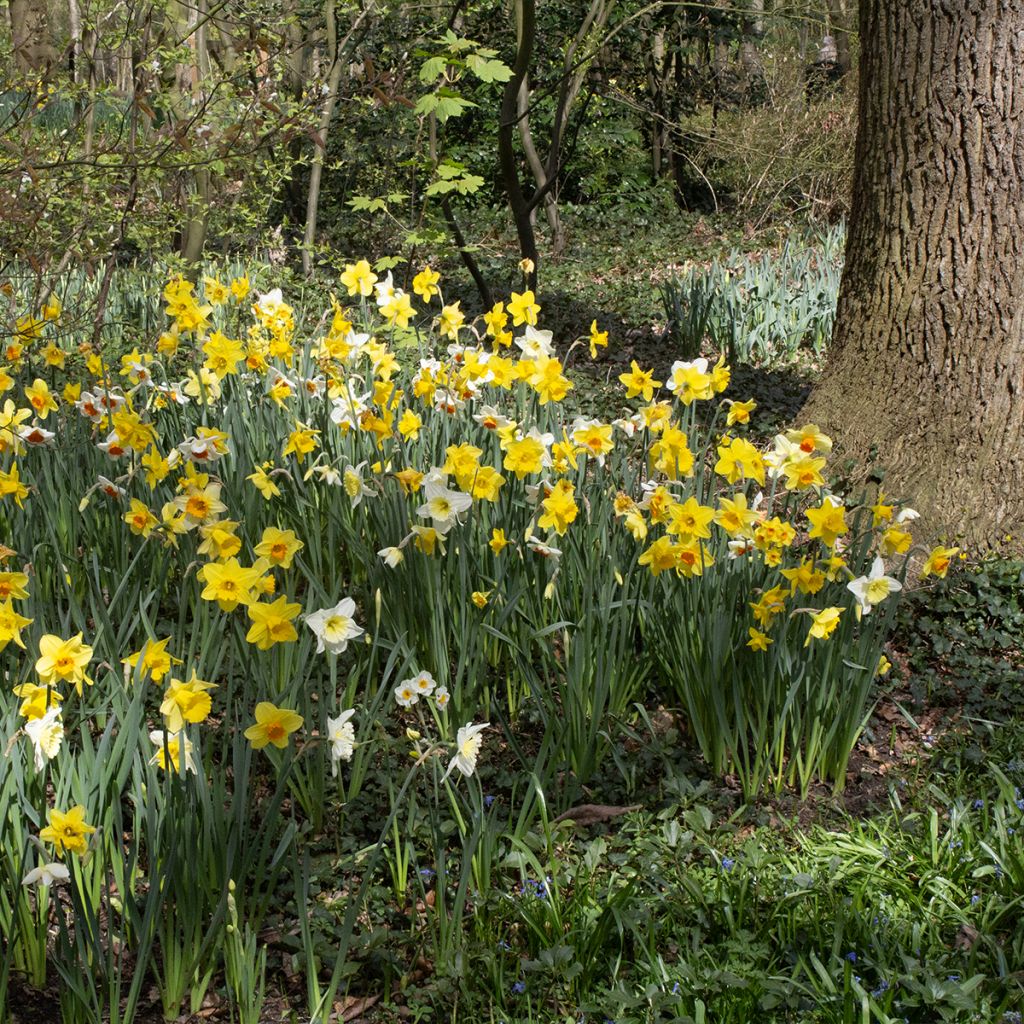Narcisses Sélection Schryve