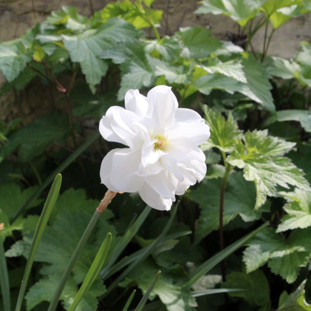 Narcisse poeticus Albus Plenus Odoratus