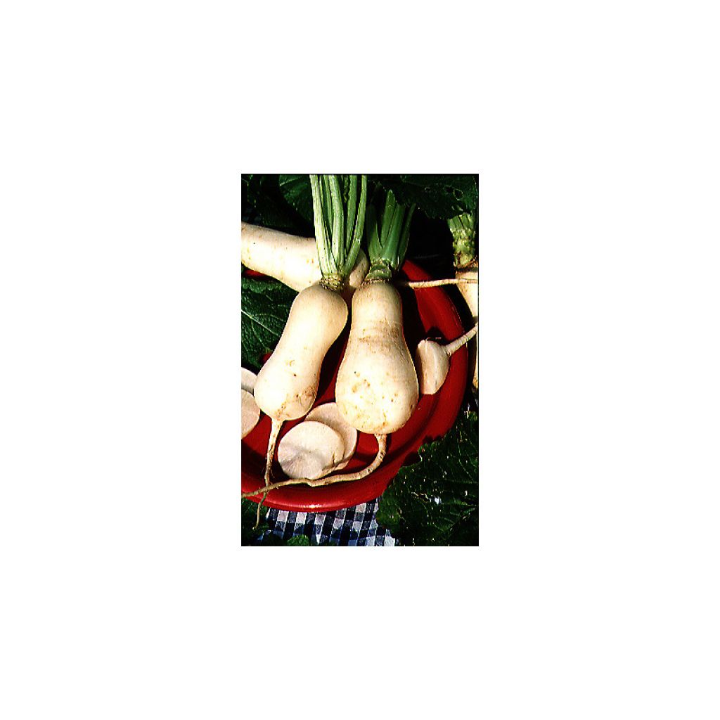 Navet Des Vertus Marteau - Brassica rapa