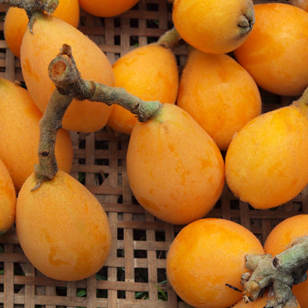 Néflier du Japon Tanaka - Eriobotrya japonica