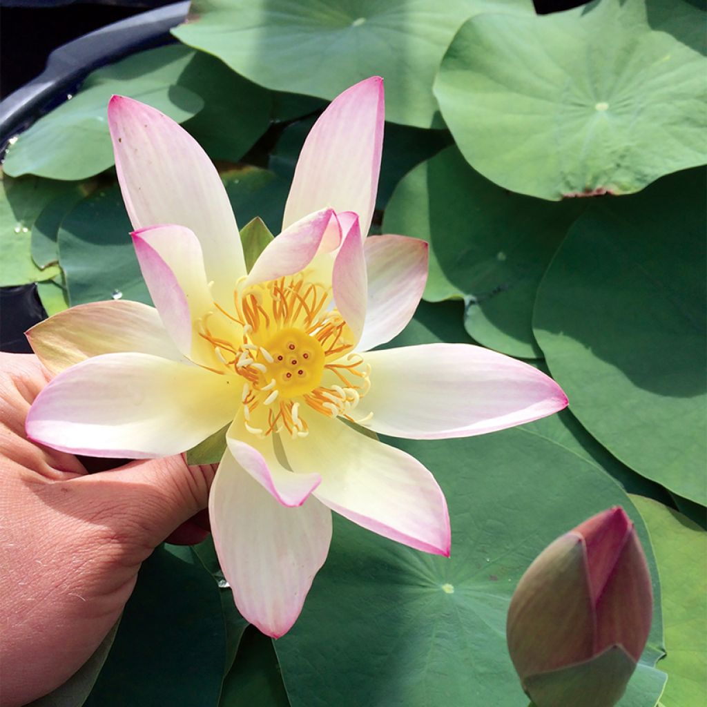 Nelumbo Guifei Zuijiu - Lotus nain