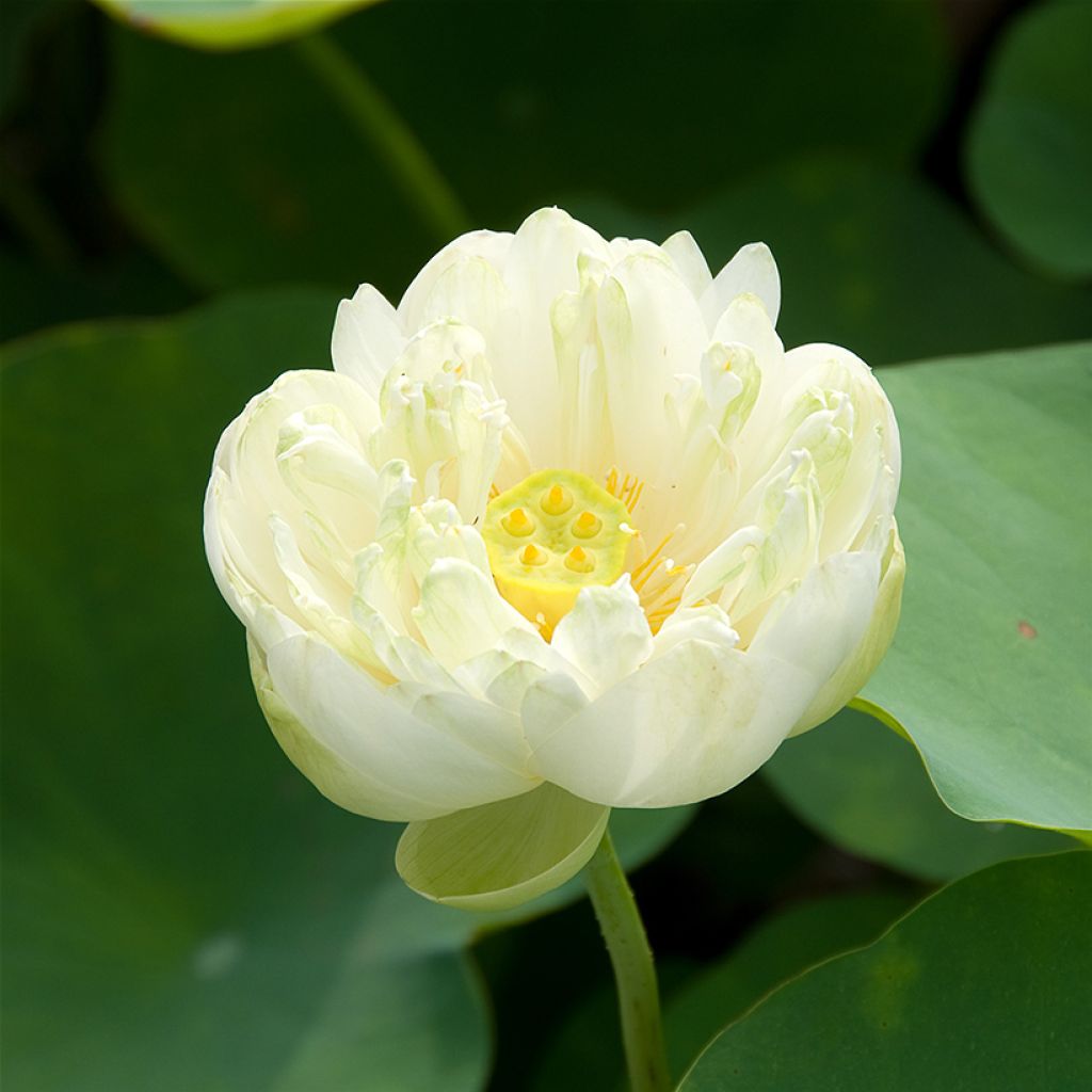 Nelumbo Pygmaea White - Lotus nain blanc