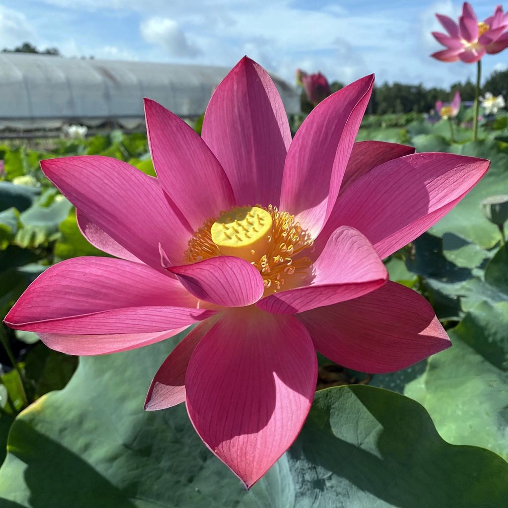 Nelumbo nucifera Ford's Raptor Red - Lotus des Indes