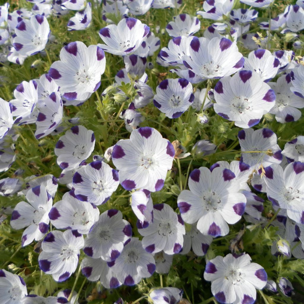 Graines de Némophile maculée Spotty - Nemophila maculata