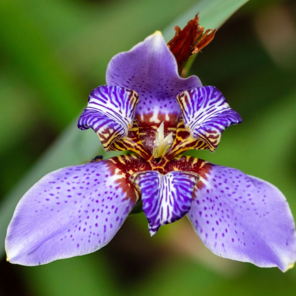 Neomarica caerulea Sky Blue - Iris géant du Brésil