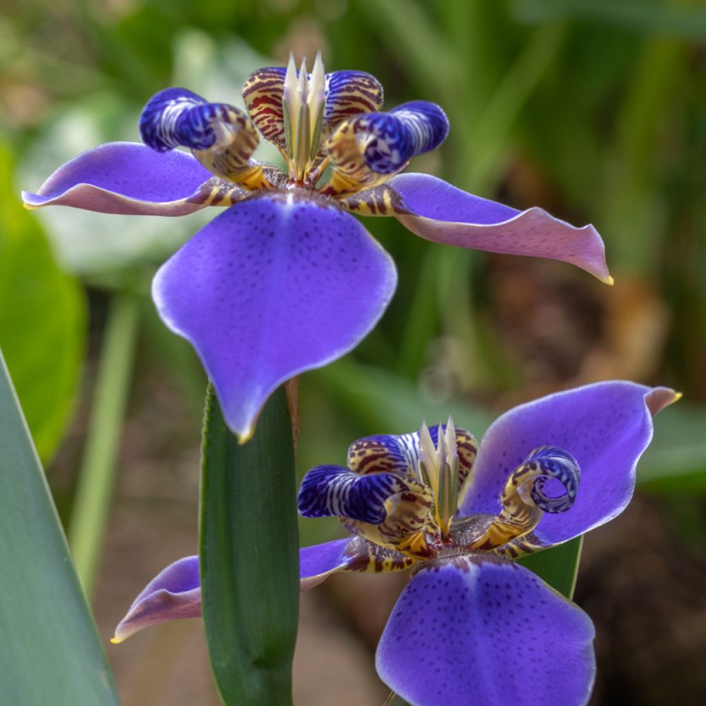 Neomarica caerulea Sky Blue - Iris géant du Brésil