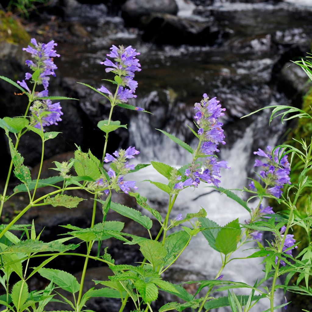Nepeta subsessilis - Chataire subsessile 