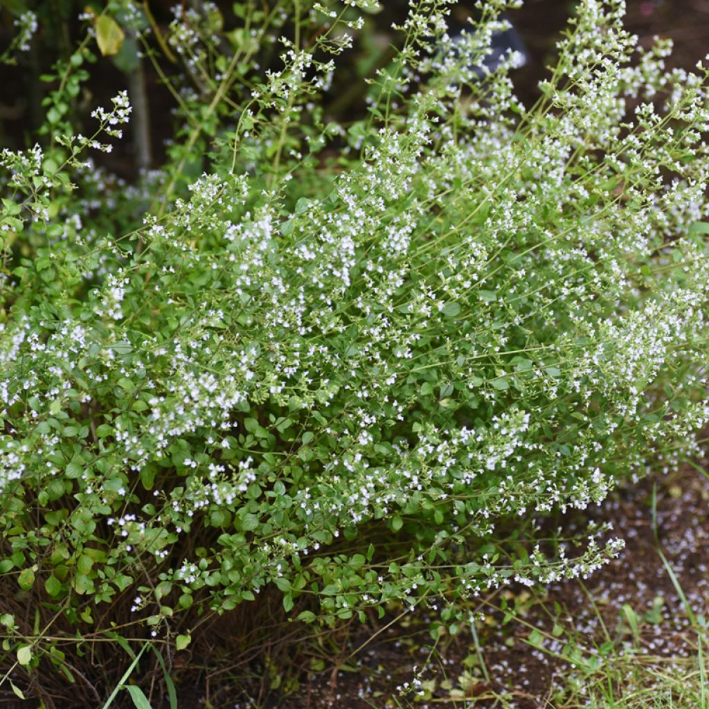Nepeta x faassenii Alba - Népéta hybride