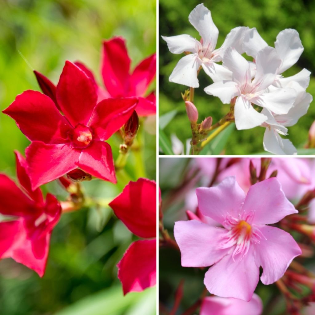 Laurier rose Tricolor - Nerium oleander