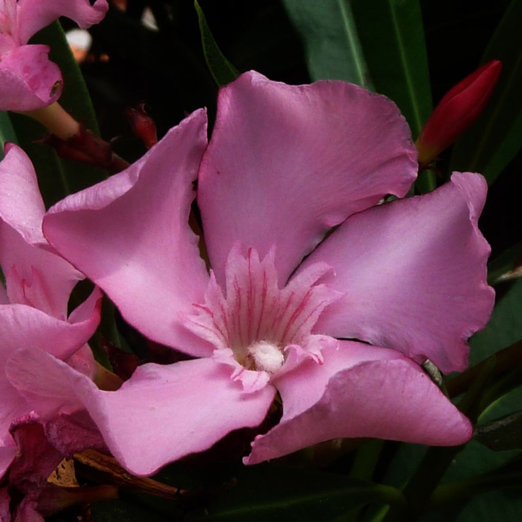 Laurier rose - Nerium oleander Rose