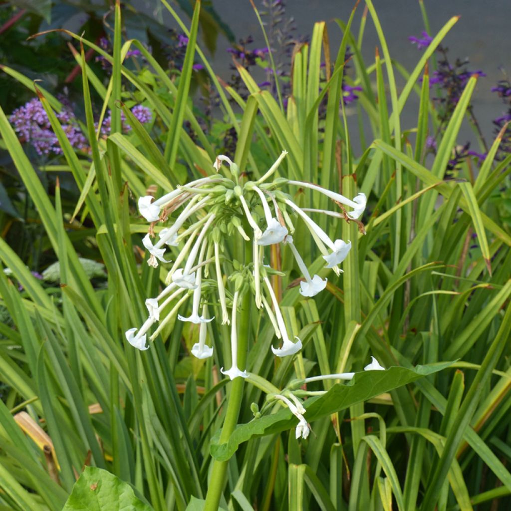 Graines de Tabac ornemental - Nicotiana sylvestris