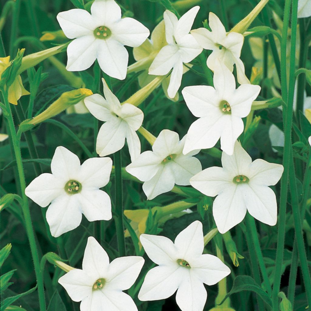 Tabac d'ornement - Nicotiana Affinis